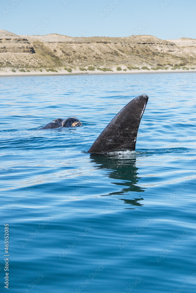 Obraz premium Avistaje de ballenas