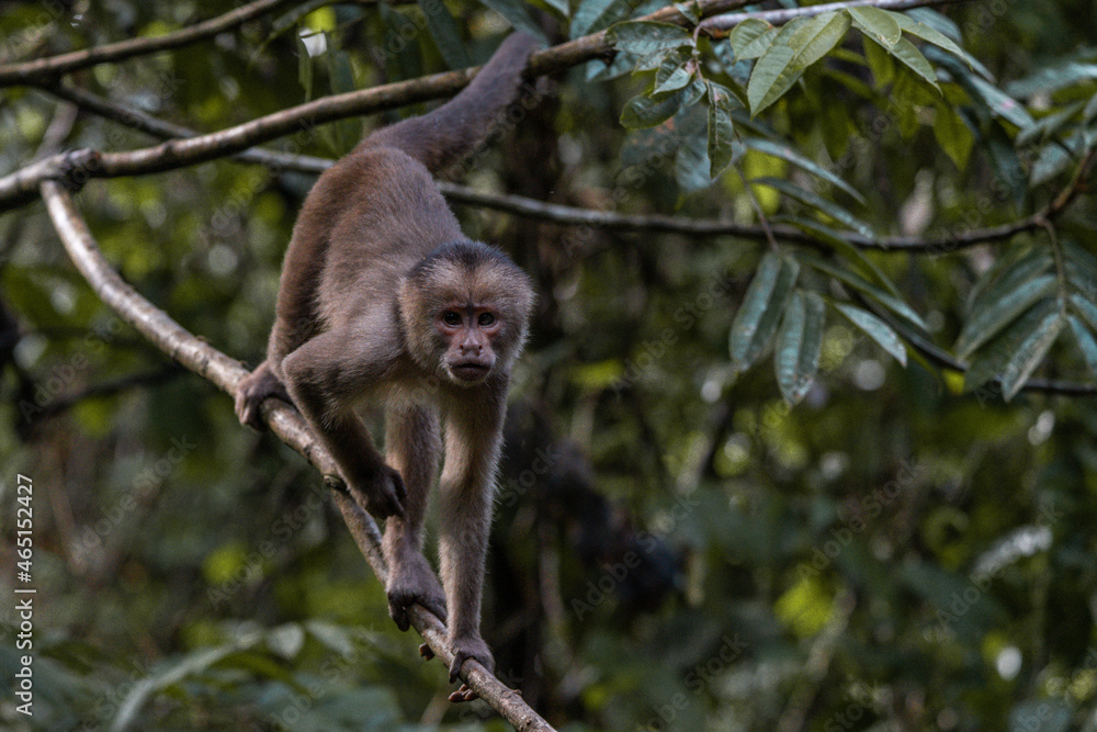 Naklejka premium monkey climbing in a tree