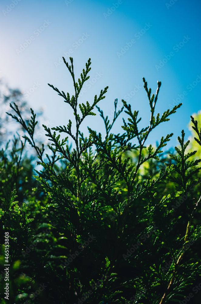 Obraz premium leaves against blue sky