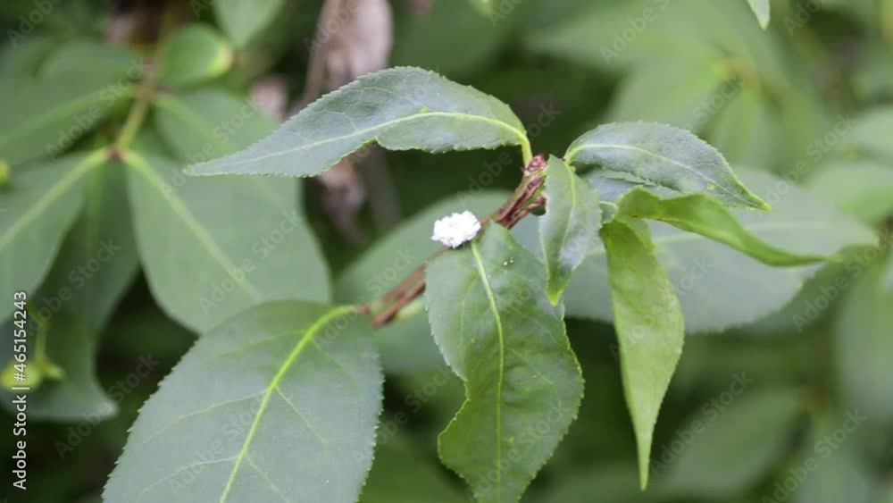 Mysterious Moving Block of White Stuff on Tree Branches? Are My Trees Moldy? It is an Woolly aphid! Mysterious Moving Block of White Stuff on Tree Branches? Are My Trees Moldy? It is an Woolly aphid!