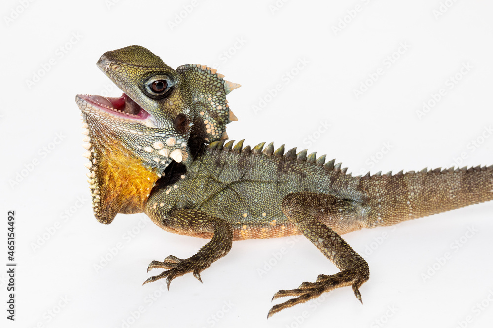 Obraz premium Boyd's Forest Dragon, arboreal agamid lizard on a white background