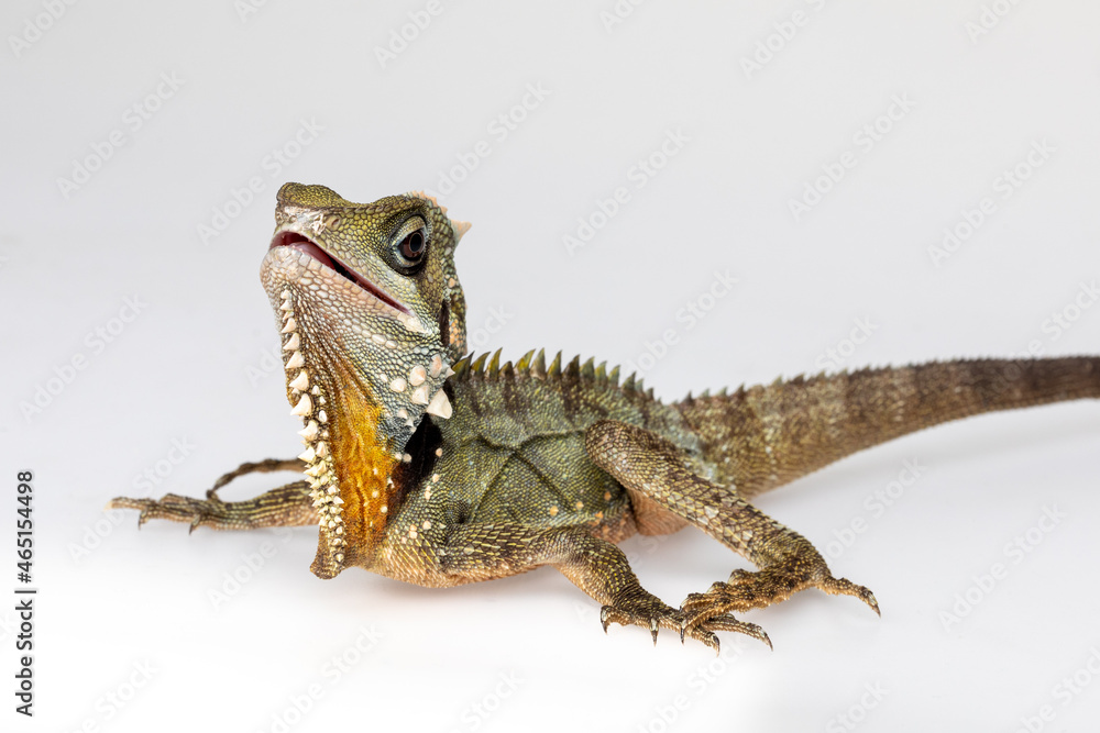 Naklejka premium Boyd's Forest Dragon, arboreal agamid lizard on a white background
