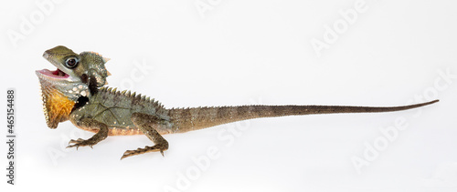 Boyd's Forest Dragon, arboreal agamid lizard on a white background photo