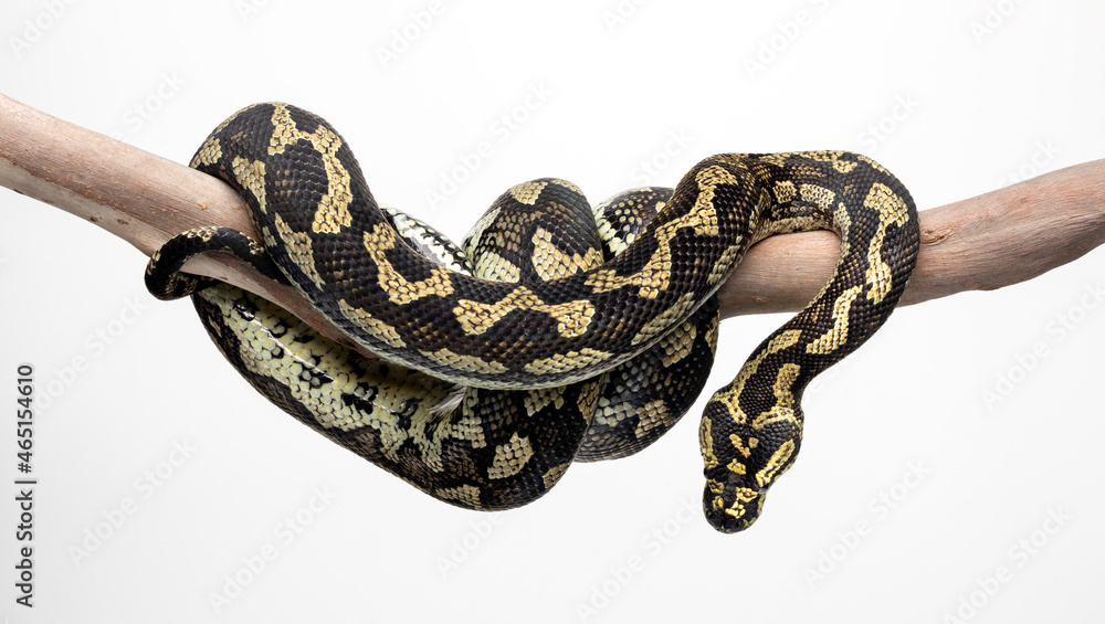 Fototapeta premium Jungle Carpet Python (Morelia spilt cheynei) wrapped around tree branch on a white background