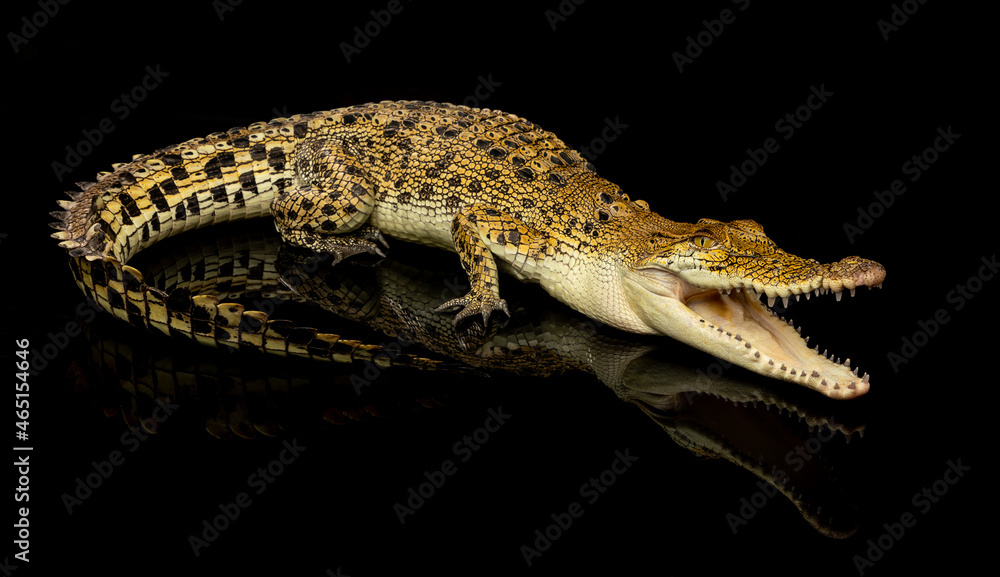 Naklejka premium Saltwater Crocodile on black background