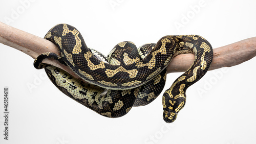 Jungle Carpet Python (Morelia spilt cheynei) wrapped around tree branch on a white background photo