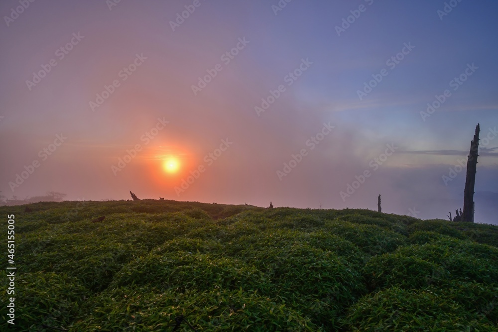朝日を浴びてオレンジ色に染まる大台ヶ原山　正木峠の情景＠奈良
