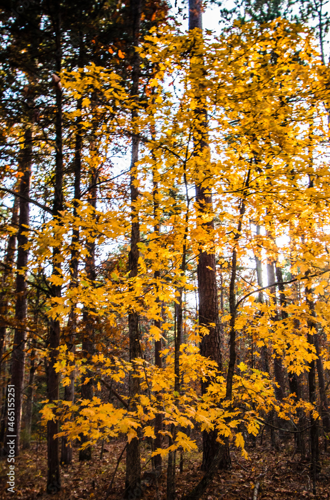 Fototapeta premium Yellow leaves of a Maple in the Ozarks in Fall