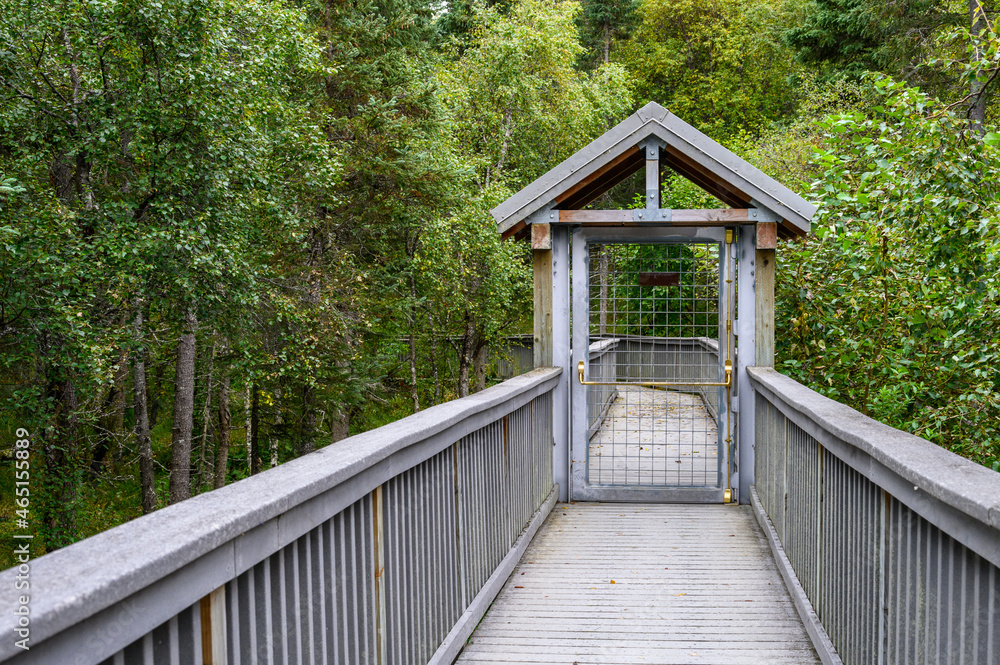 Boardwalk with railing through a forest on a cloudy day, Katmai National Park, Alaska
Boardwalk with railing through a forest on a cloudy day, Katmai National Park, Alaska