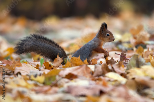 A small squirrel in the autumn foliage