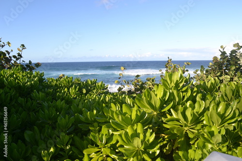 Green, tropical plants and blue ocean, San Juan, Puerto Rico