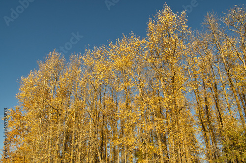 Autumn Trees against a Blue Sky