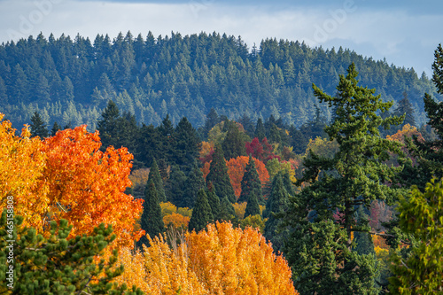 Autumn trees