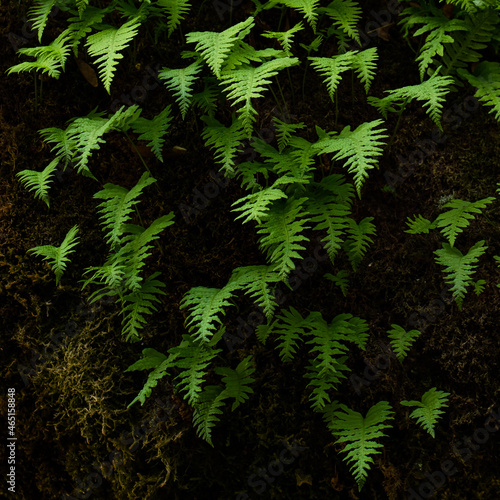 Ferns growing on tree.