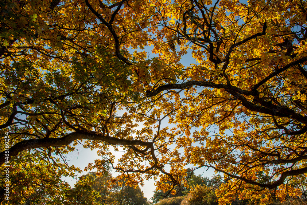 Ancient Oak tree (Quercus) in the autumn. Yellow leaves in the fall. Ancient Oak tree (Quercus) in the autumn. Yellow leaves in the fall.