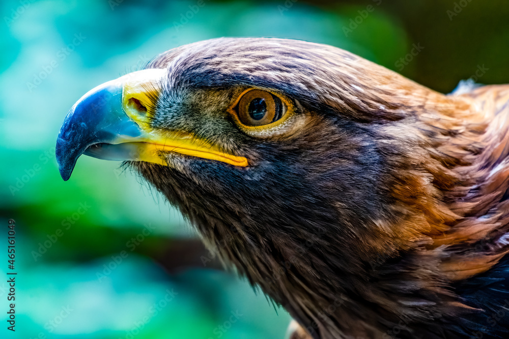 Fototapeta premium Golden Eagle Portrait