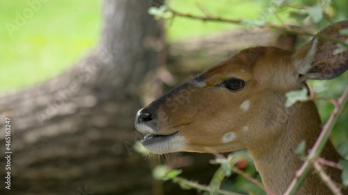 Isolated Close-up portrait shot of a female Nyala Grazing surrounded by green foliage. photo