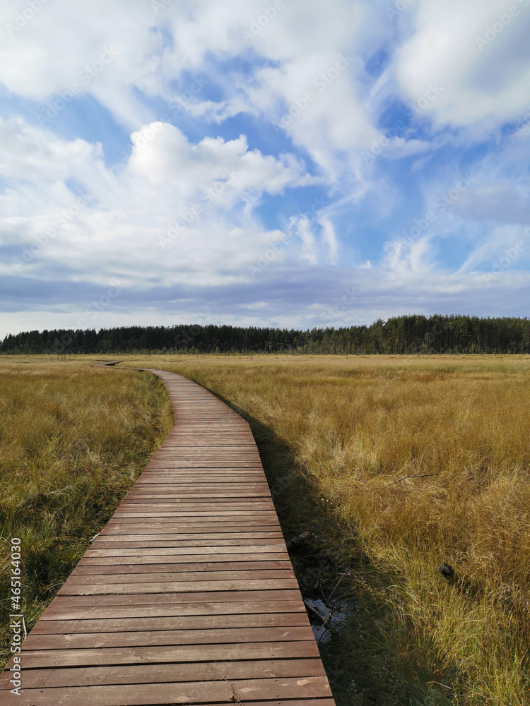 Wooden flooring over a swamp with yellowed grass against a beautiful sky with clouds.