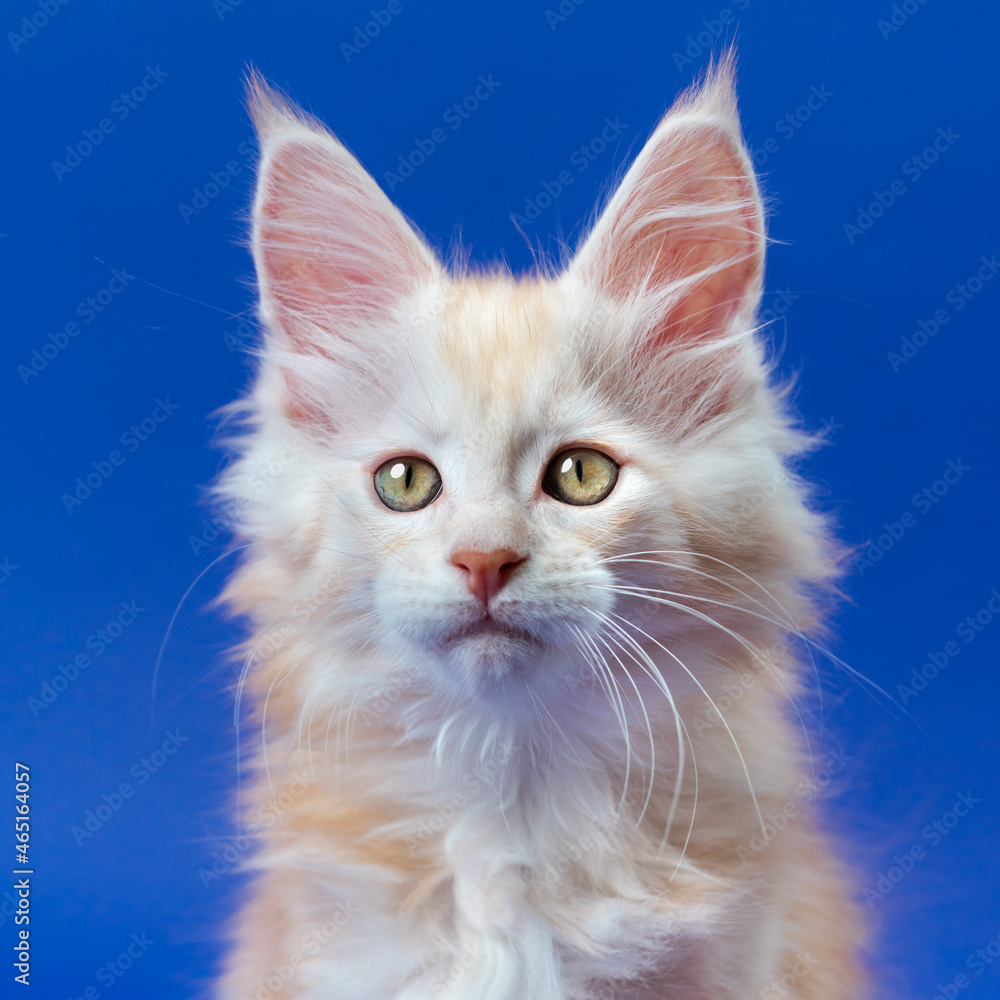 Portrait of beautiful furry ginger purebred male kitten of breed Maine Coon Cat looking at camera on blue background. Close-up. Front view, studio shot. Concept of National Cat Day.