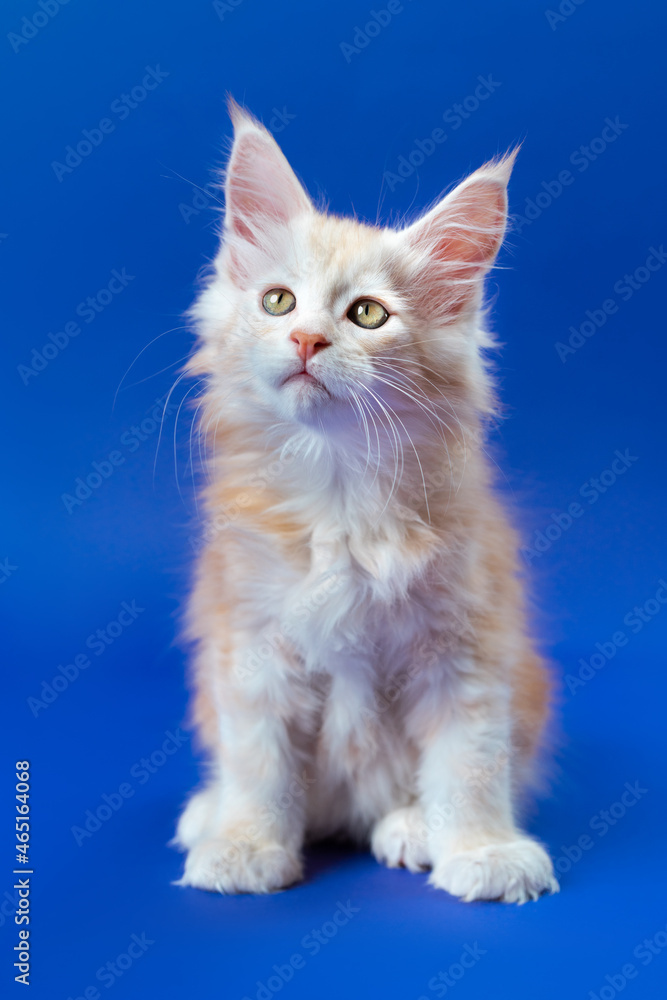 Portrait of two month old Maine Coon Cat of color red silver classic tabby sitting on blue background. Cute purebred male kitten looks up. Concept of emotional support animal. Front view. Studio shot.