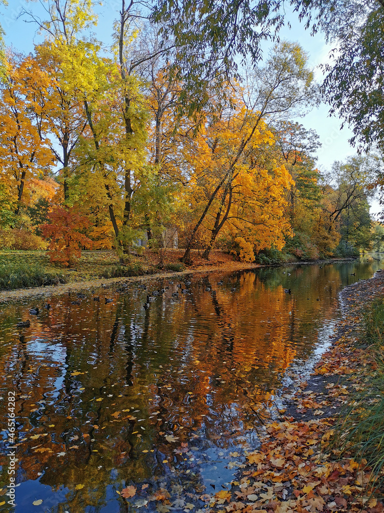 Autumn in the park. Trees with bright, already falling leaves grow on the shore of the pond and are reflected in its water.