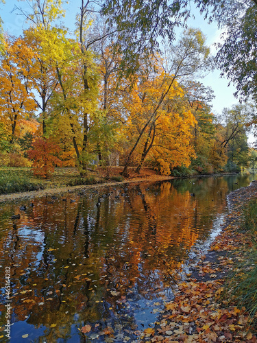 Autumn in the park. Trees with bright  already falling leaves grow on the shore of the pond and are reflected in its water.