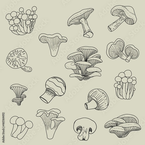 Doodle freehand sketch drawing collection of mushroom vegetable.