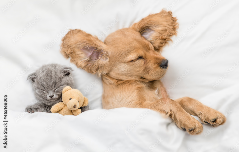 English Cocker spaniel puppy sleeps with tiny gray kitten. Pets sleep together under white warm blanket on a bed at home. Top down view. Cat hugs toy bear English Cocker spaniel puppy sleeps with tiny gray kitten. Pets sleep together under white warm blanket on a bed at home. Top down view. Cat hugs toy bear