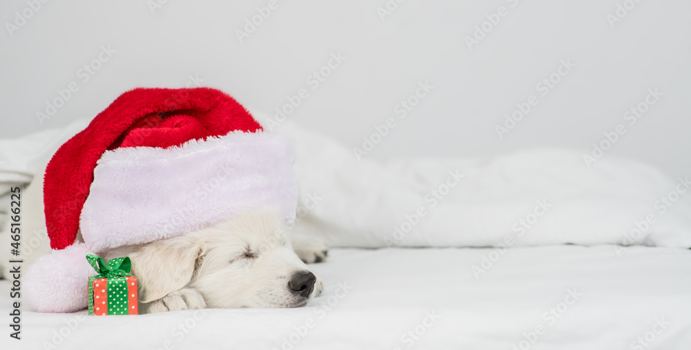 White Swiss shepherd puppy wearing red christmas hat sleeps with gift box under white warm blanket on a bed at home. Empty space for text White Swiss shepherd puppy wearing red christmas hat sleeps with gift box under white warm blanket on a bed at home. Empty space for text