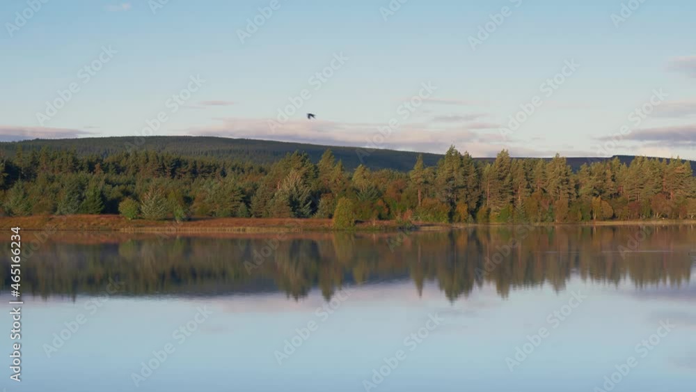 Beautiful reflection of the forest beaming off the surface of the lake, as a bird fly's above on a clear brisk morning in the highlands of Scotland. Beautiful reflection of the forest beaming off the surface of the lake, as a bird fly's above on a clear brisk morning in the highlands of Scotland.