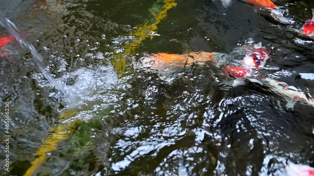 Koi fishes swim around water fountain at surface pond Koi fishes swim around water fountain at surface pond