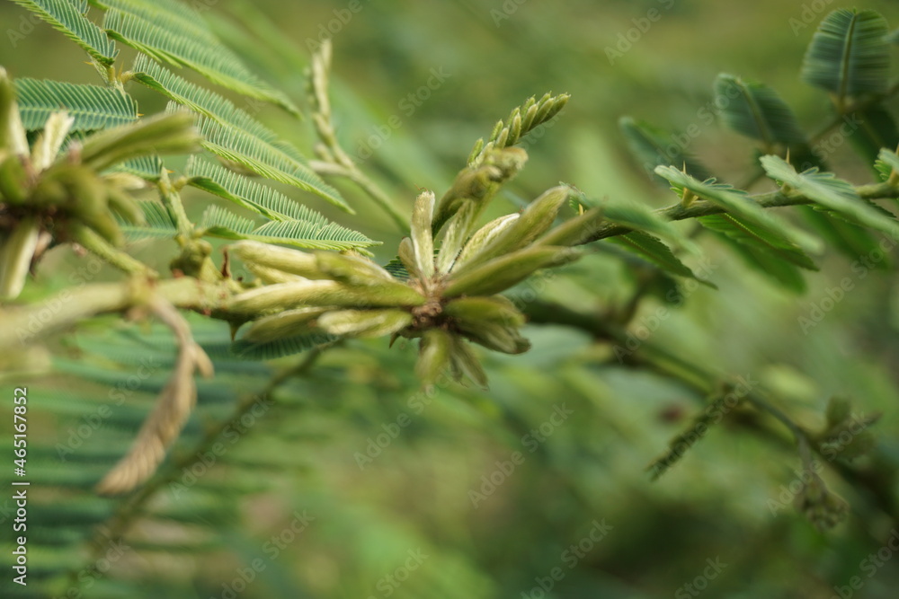 Mimosa pigra with natural background. Mimosa pigra, commonly known as the giant sensitive tree, (pigra = lazy, slow), is a species of the genus Mimosa, in the family Fabaceae. Mimosa pigra with natural background. Mimosa pigra, commonly known as the giant sensitive tree, (pigra = lazy, slow), is a species of the genus Mimosa, in the family Fabaceae.