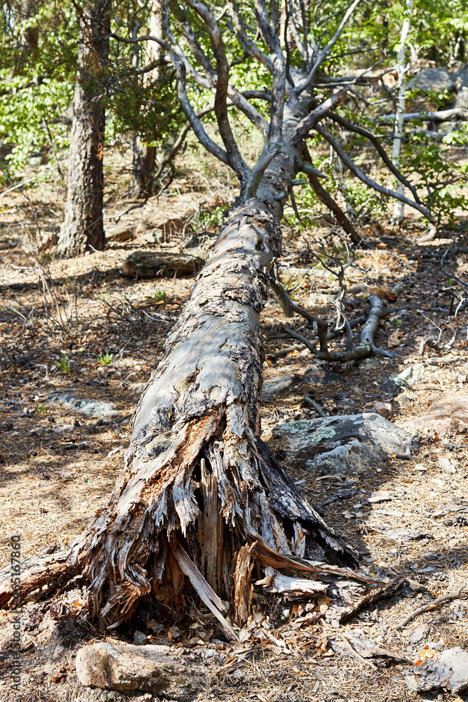 an old tree felled by the wind an old tree felled by the wind
