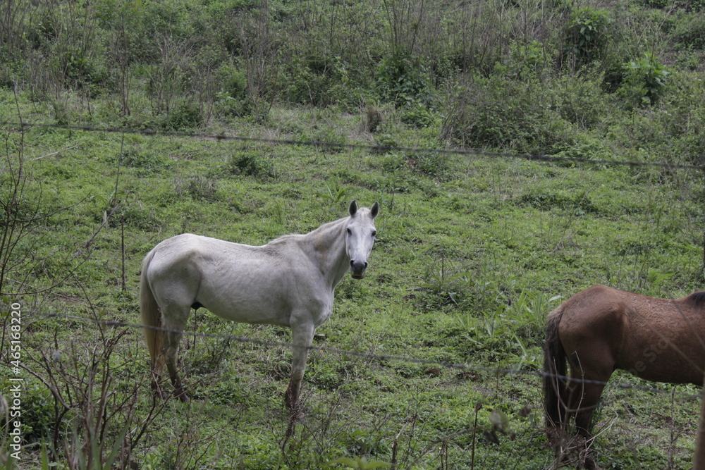Fototapeta premium Horses on a cold day.