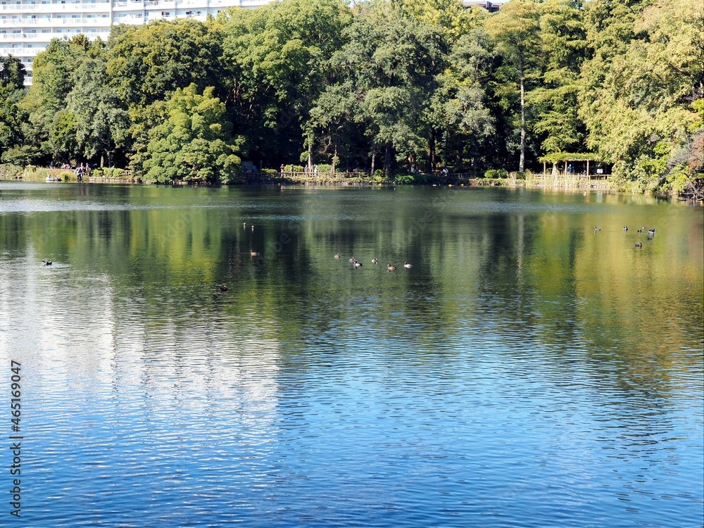 井の頭公園の風景