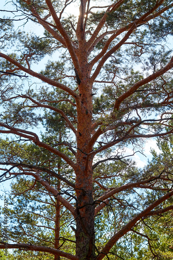 Fototapeta premium sun rays breaking through the pine branches