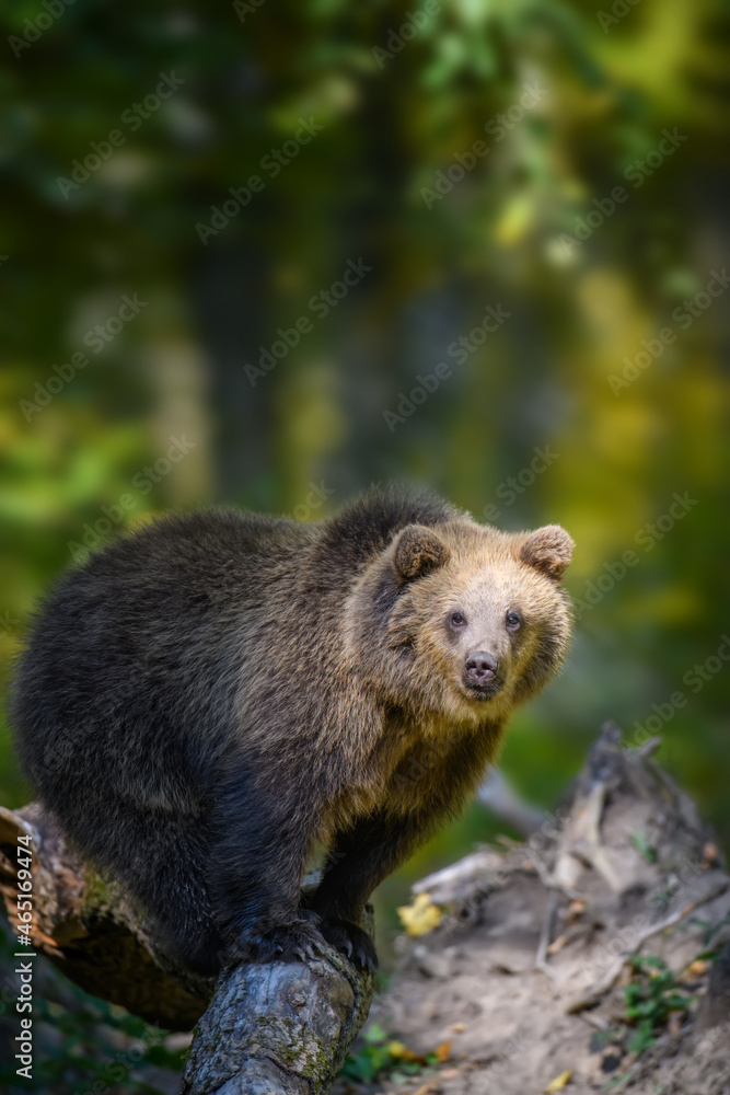 Obraz premium Baby cub wild Brown Bear (Ursus Arctos) on tree in the autumn forest. Animal in natural habitat