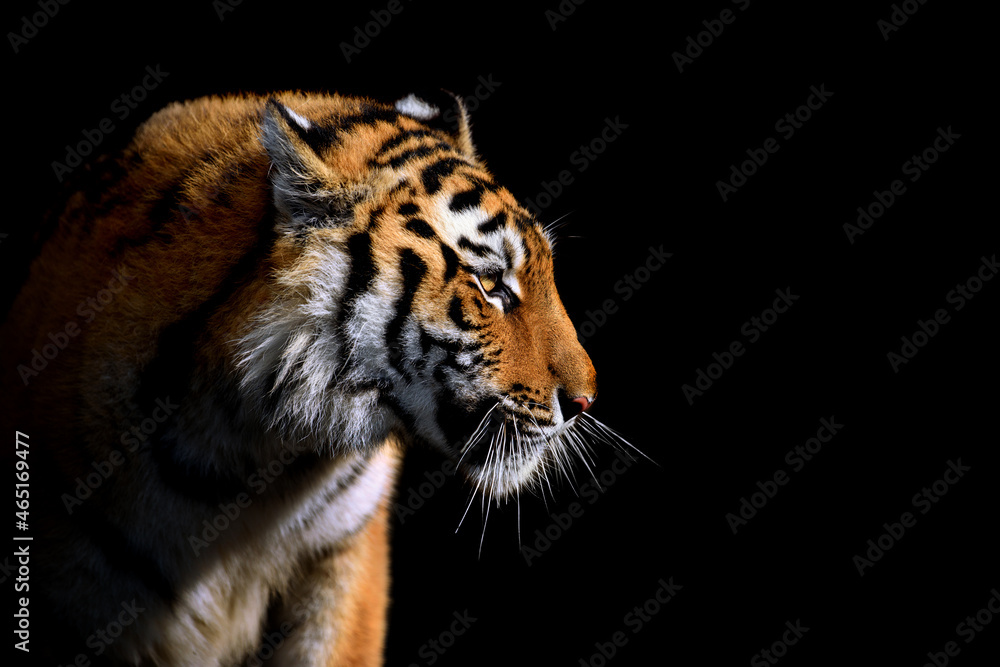 Close up face tiger isolated on black background Close up face tiger isolated on black background