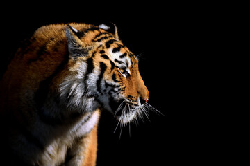 Close up face tiger isolated on black background