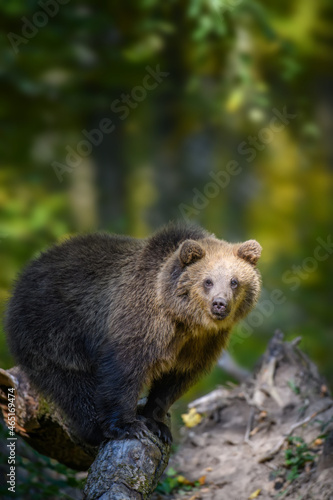 Baby cub wild Brown Bear (Ursus Arctos) on tree in the autumn forest. Animal in natural habitat