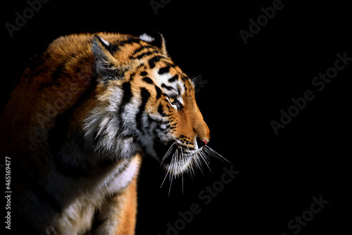 Fototapeta Naklejka Na Ścianę i Meble -  Close up face tiger isolated on black background