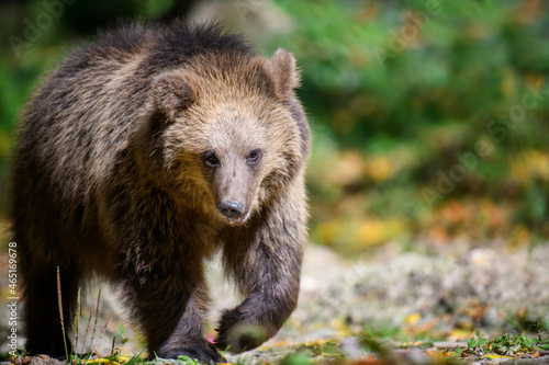 Baby cub wild Brown Bear  Ursus Arctos  in the autumn forest. Animal in natural habitat