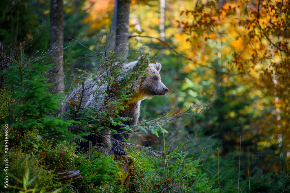 Wild Brown Bear in the autumn forest. Animal in natural habitat. Wildlife scene Wild Brown Bear in the autumn forest. Animal in natural habitat. Wildlife scene