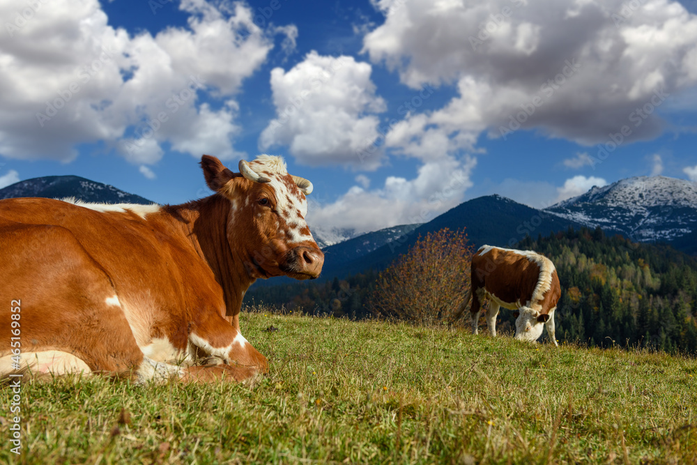 Brown cow on pasture in mountains