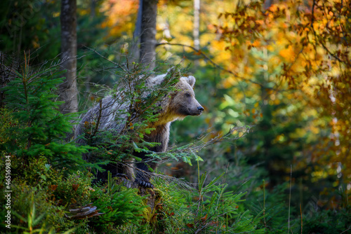 Wild Brown Bear in the autumn forest. Animal in natural habitat. Wildlife scene © byrdyak