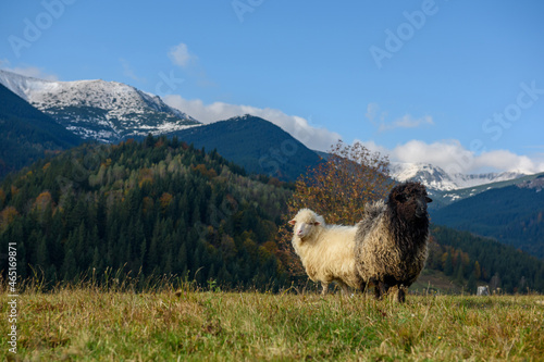 Mountain sheep grazing on pasture in autumn