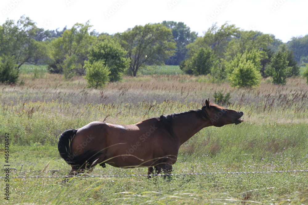 Φωτογραφία A Kansas Stud  Horse in a pasture with green tree's and grass north of Hutchinson Kansas USA out in the country