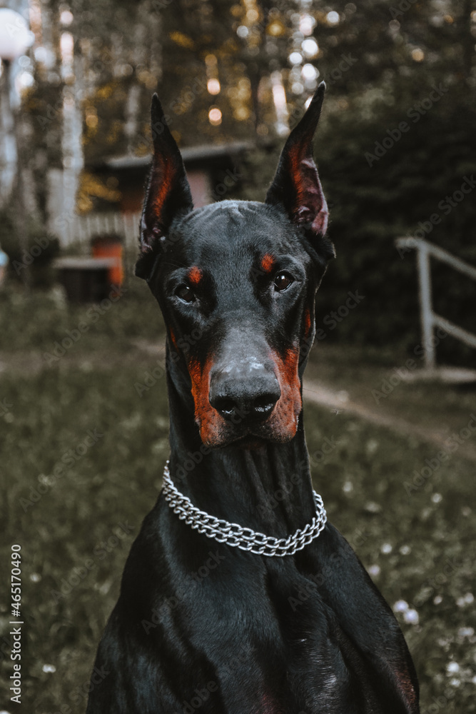 black dog portrait