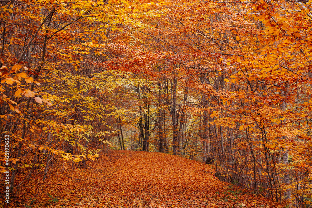 Autumn forest road leaves fall in ground landscape on autumnal background Autumn forest road leaves fall in ground landscape on autumnal background
