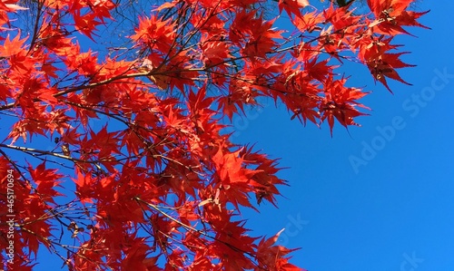 red autumn leaves